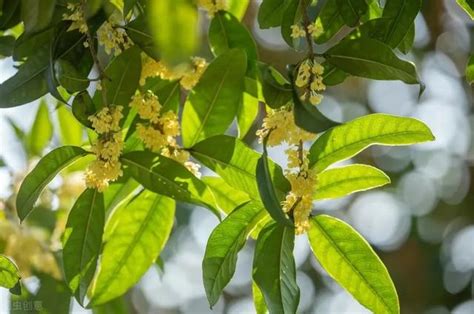 門口種桂花|院子裡種桂花樹的禁忌，庭院東方和大門口種植